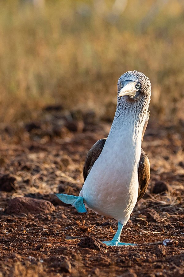 Blue-footed booby