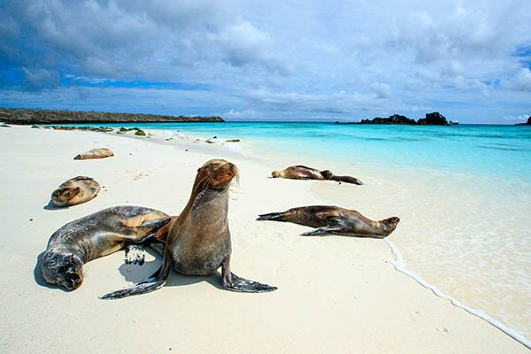 Sea lions on the beach